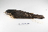  ( - MACN-Or-ct 1886)  @14 [ ] Copyright (2012) MACN Museo Argentino de Ciencias Naturales "Bernardino Rivadavia"