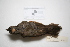  ( - MACN-Or-ct 1899)  @13 [ ] Copyright (2012) MACN Museo Argentino de Ciencias Naturales "Bernardino Rivadavia"