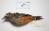 ( - MACN-Or-ct 1899)  @13 [ ] Copyright (2012) MACN Museo Argentino de Ciencias Naturales "Bernardino Rivadavia"