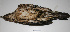 ( - MACN-Or-ct 1927)  @13 [ ] Copyright (2012) MACN Museo Argentino de Ciencias Naturales "Bernardino Rivadavia"