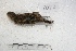  ( - MACN-Or-ct 2088)  @11 [ ] Copyright (2014) MACN Museo Argentino de Ciencias Naturales, Bernardino Rivadavia