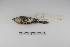 ( - MACN-Or-ct 2104)  @12 [ ] Copyright (2012) MACN Museo Argentino de Ciencias Naturales "Bernardino Rivadavia"