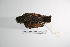  ( - MACN-Or-ct 2142)  @13 [ ] Copyright (2012) MACN Museo Argentino de Ciencias Naturales "Bernardino Rivadavia"