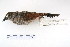  ( - MACN-Or-ct 2146)  @13 [ ] Copyright (2011) MACN Museo Argentino de Ciencias Naturales 