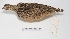  ( - MACN-Or-ct 2154)  @12 [ ] Copyright (2012) MACN Museo Argentino de Ciencias Naturales "Bernardino Rivadavia"