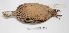  ( - MACN-Or-ct 2154)  @13 [ ] Copyright (2012) MACN Museo Argentino de Ciencias Naturales "Bernardino Rivadavia"