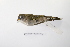  ( - MACN-Or-ct 2159)  @13 [ ] Copyright (2012) MACN Museo Argentino de Ciencias Naturales "Bernardino Rivadavia"