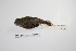  ( - MACN-Or-ct 2180)  @13 [ ] Copyright (2012) MACN Museo Argentino de Ciencias Naturales "Bernardino Rivadavia"