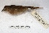  (Phacellodomus striaticollis - MACN-Or-ct 2187)  @14 [ ] Copyright (2014) MACN Museo Argentino de Ciencias Naturales, Bernardino Rivadavia