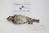 ( - MACN-Or-ct 2334)  @13 [ ] Copyright (2012) MACN Museo Argentino de Ciencias Naturales "Bernardino Rivadavia"