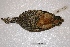 ( - MACN-Or-ct 2335)  @12 [ ] Copyright (2014) MACN Museo Argentino de Ciencias Naturales, Bernardino Rivadavia