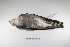  ( - MACN-Or-ct 2350)  @13 [ ] Copyright (2012) MACN Museo Argentino de Ciencias Naturales "Bernardino Rivadavia"