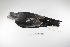  ( - MACN-Or-ct 2351)  @12 [ ] Copyright (2012) MACN Museo Argentino de Ciencias Naturales "Bernardino Rivadavia"