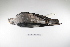  ( - MACN-Or-ct 2351)  @12 [ ] Copyright (2012) MACN Museo Argentino de Ciencias Naturales "Bernardino Rivadavia"
