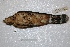  ( - MACN-Or-ct 2359)  @12 [ ] Copyright (2014) MACN Museo Argentino de Ciencias Naturales, Bernardino Rivadavia