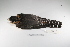  ( - MACN-Or-ct 2363)  @13 [ ] Copyright (2012) MACN Museo Argentino de Ciencias Naturales "Bernardino Rivadavia"
