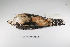  ( - MACN-Or-ct 2363)  @13 [ ] Copyright (2012) MACN Museo Argentino de Ciencias Naturales "Bernardino Rivadavia"