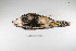  ( - MACN-Or-ct 2364)  @13 [ ] Copyright (2012) MACN Museo Argentino de Ciencias Naturales "Bernardino Rivadavia"