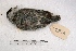  ( - MACN-Or-ct 2368)  @13 [ ] Copyright (2014) MACN Museo Argentino de Ciencias Naturales, Bernardino Rivadavia