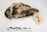  ( - MACN-Or-ct 2368)  @12 [ ] Copyright (2014) MACN Museo Argentino de Ciencias Naturales, Bernardino Rivadavia