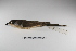  (Coccyzus melacoryphus - MACN-Or-ct 2371)  @13 [ ] Copyright (2012) MACN Museo Argentino de Ciencias Naturales "Bernardino Rivadavia"