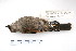  ( - MACN-Or-ct 2381)  @13 [ ] Copyright (2011) MACN Museo Argentino de Ciencias Naturales 