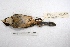  ( - MACN-Or-ct 2411)  @12 [ ] Copyright (2014) MACN Museo Argentino de Ciencias Naturales, Bernardino Rivadavia