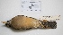  ( - MACN-Or-ct 2579)  @12 [ ] Copyright (2012) MACN Museo Argentino de Ciencias Naturales "Bernardino Rivadavia"