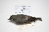  ( - MACN-Or-ct 2581)  @12 [ ] Copyright (2012) MACN Museo Argentino de Ciencias Naturales "Bernardino Rivadavia"