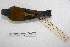  ( - MACN-Or-ct 2585)  @13 [ ] Copyright (2014) MACN Museo Argentino de Ciencias Naturales, Bernardino Rivadavia