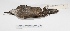  ( - MACN-Or-ct 2681)  @12 [ ] Copyright (2012) MACN Museo Argentino de Ciencias Naturales "Bernardino Rivadavia"