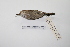  ( - MACN-Or-ct 2728)  @13 [ ] Copyright (2012) MACN Museo Argentino de Ciencias Naturales "Bernardino Rivadavia"