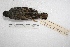  ( - MACN-Or-ct 2740)  @13 [ ] Copyright (2014) MACN Museo Argentino de Ciencias Naturales, Bernardino Rivadavia