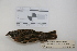  ( - MACN-Or-ct 2757)  @13 [ ] Copyright (2012) MACN Museo Argentino de Ciencias Naturales "Bernardino Rivadavia"