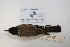  ( - MACN-Or-ct 2782)  @13 [ ] Copyright (2012) MACN Museo Argentino de Ciencias Naturales "Bernardino Rivadavia"