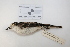 (Xolmis coronatus - MACN-Or-ct 2782)  @13 [ ] Copyright (2012) MACN Museo Argentino de Ciencias Naturales "Bernardino Rivadavia"