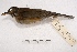  ( - MACN-Or-ct 2844)  @13 [ ] Copyright (2014) MACN Museo Argentino de Ciencias Naturales, Bernardino Rivadavia