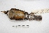  ( - MACN-Or-ct 2844)  @12 [ ] Copyright (2014) MACN Museo Argentino de Ciencias Naturales, Bernardino Rivadavia
