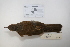  ( - MACN-Or-ct 2848)  @12 [ ] Copyright (2012) MACN Museo Argentino de Ciencias Naturales "Bernardino Rivadavia"