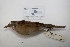  ( - MACN-Or-ct 2848)  @13 [ ] Copyright (2012) MACN Museo Argentino de Ciencias Naturales "Bernardino Rivadavia"
