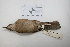  ( - MACN-Or-ct 2848)  @13 [ ] Copyright (2012) MACN Museo Argentino de Ciencias Naturales "Bernardino Rivadavia"