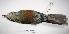  ( - MACN-Or-ct 2850)  @12 [ ] Copyright (2012) MACN Museo Argentino de Ciencias Naturales "Bernardino Rivadavia"