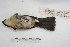 ( - MACN-Or-ct 2851)  @12 [ ] Copyright (2014) MACN Museo Argentino de Ciencias Naturales, Bernardino Rivadavia