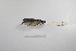  ( - MACN-Or-ct 2857)  @13 [ ] Copyright (2012) MACN Museo Argentino de Ciencias Naturales "Bernardino Rivadavia"