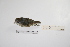  ( - MACN-Or-ct 2861)  @12 [ ] Copyright (2012) MACN Museo Argentino de Ciencias Naturales "Bernardino Rivadavia"