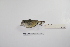  ( - MACN-Or-ct 2861)  @13 [ ] Copyright (2012) MACN Museo Argentino de Ciencias Naturales "Bernardino Rivadavia"