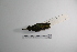  ( - MACN-Or-ct 2870)  @13 [ ] Copyright (2012) MACN Museo Argentino de Ciencias Naturales "Bernardino Rivadavia"