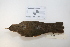  ( - MACN-Or-ct 2871)  @13 [ ] Copyright (2012) MACN Museo Argentino de Ciencias Naturales "Bernardino Rivadavia"