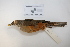  ( - MACN-Or-ct 2871)  @13 [ ] Copyright (2012) MACN Museo Argentino de Ciencias Naturales "Bernardino Rivadavia"