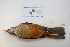  ( - MACN-Or-ct 2871)  @13 [ ] Copyright (2012) MACN Museo Argentino de Ciencias Naturales "Bernardino Rivadavia"
